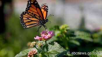 Monarch butterfly population moves closer to extinction