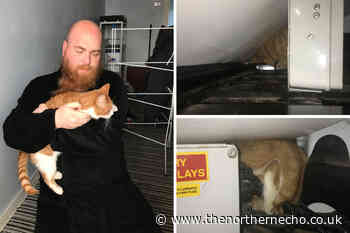 Cat stuck in van for three days reunited with owner - The Northern Echo