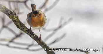 Winterfotos aus dem Landkreis Neunkirchen - Saarbrücker Zeitung