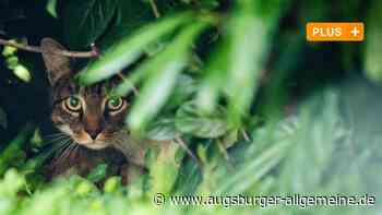 Bobinger Förster und Verbände entsetzt über erschossene Katze - Augsburger Allgemeine