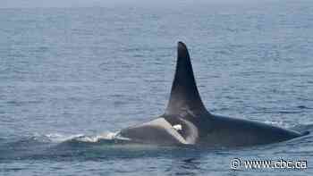 Boats have bigger effect on nearby female orcas than males, says researcher