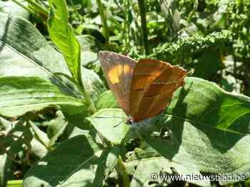 Land van Dendermonde verwelkomt sleedoornpage