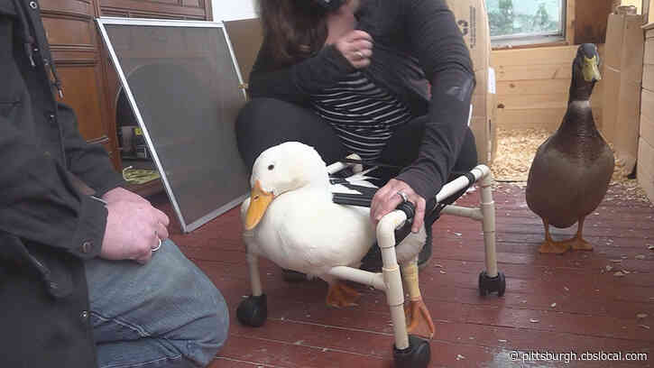 VIDEO: Couple Builds Wheelchair For Disabled Pet Duck