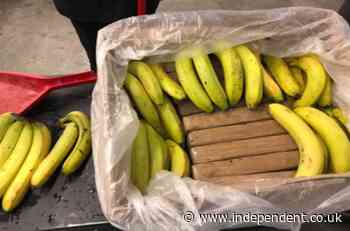 ‘Cocaine bananas’ accidentally shipped to grocers in bungled drug deal