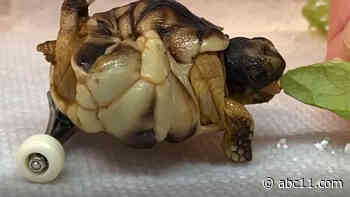 Wheelchair riding tortoise, Helix, now has a children's book series!