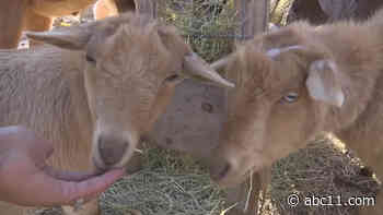 Need to recycle your Christmas tree? These goats will eat it