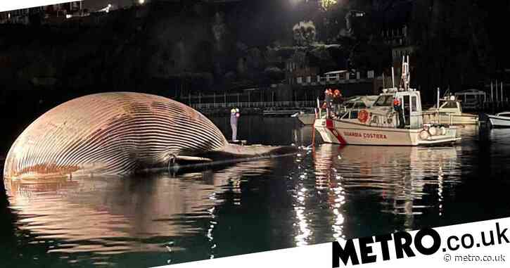 Huge whale removed from port of Sorrento in Italy
