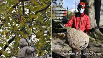 Voortaan komt de brandweer Aziatische hoornaars gratis verdelgen: “Uitroeien lukt niet meer, we proberen de populatie zo onder controle te houden”