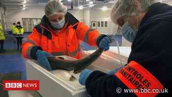 £23m support fund for struggling fishing firms