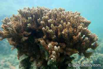 “Coral Hospital” Tool Could Help Safeguard Reefs Facing Climate Change