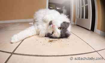 Intoxicating Chemicals in Catnip Don’t Just Give Cats Joy – They Help Repel Mosquitoes