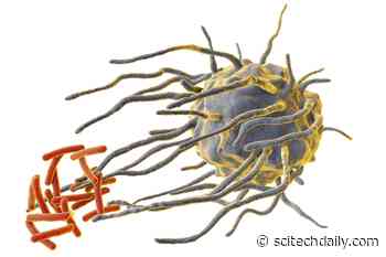 Daily Rhythms May Impact Our Ability to Fight Disease – Immune System Killer Cells Controlled by Circadian Rhythms