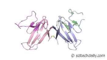 Scientists Map the Odd Structure of the Coronavirus Protein Linked to Immune Evasion and Disease Severity