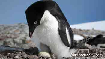 How a Network of Marine Protected Areas Could Help Safeguard Antarctic Penguins