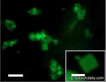 Chemists Invent Shape-Shifting Nanomaterial With Intriguing Biomedical Potential
