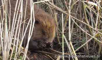 [video]Poetsende bever bij 't Goy - Houtens Nieuws