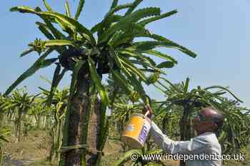 Indian state renames dragon fruit because it sounds ‘too Chinese’