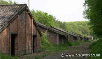 Hond bijt vier schapen dood in natuurdomein, agentschap wil strenger controleren: “Leiband is nochtans verplic - Het Nieuwsblad