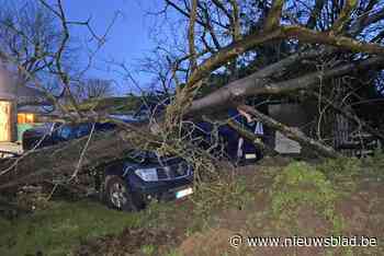 Boom valt op twee voertuigen van schilder uit Hoepertingen - Het Nieuwsblad