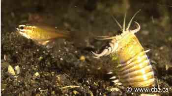 Giant predatory worm's ancient fossil burrows discovered