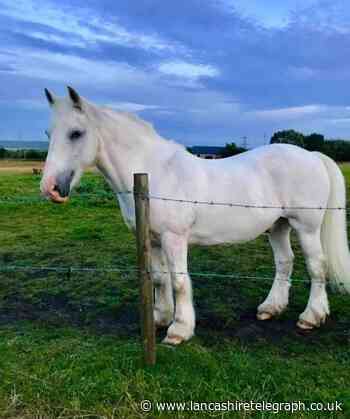 'Do not feed the horses' - Oswaldtwistle owner's plea after Toby nearly died