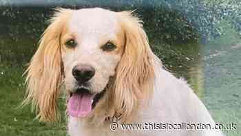 Dog stolen while out walking with owner in Merton