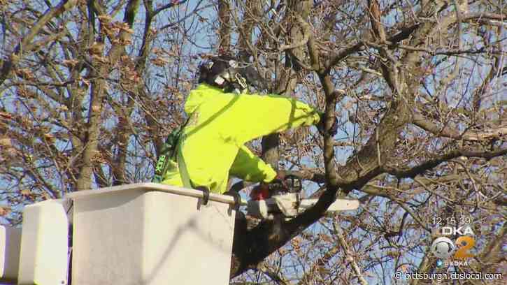 World War II Vet Grateful For Free Yardwork, Tree Trimming: ‘Good Idea. Darn Good’