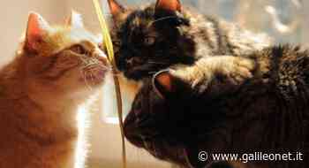 Erba gatta: una droga e un rimedio contro le zanzare, almeno per i felini - Galileo