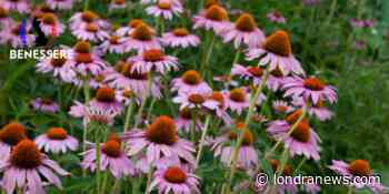 Come usare echinacea, questa erba funziona veramente? - LondraNews