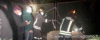 Monguzzo, scrofa in fuga Fermata dai vigili del fuoco - Cronaca, Erba - La Provincia di Como