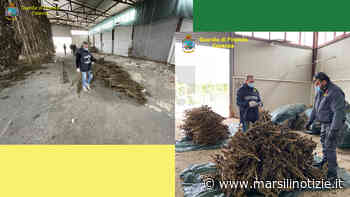 Cosenza – 512Kg di erba “legalizzata” sequestrata dalla GdF: è fuori norma - Francesco Frangella