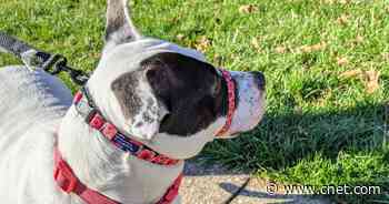 13 basic essentials every new dog owner needs or would love to have     - CNET