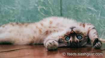 Feline obsession with catnip and silvervine may help keep bugs away