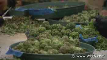Medical marijuana bill gains support from S.C. medical professionals - WIS10