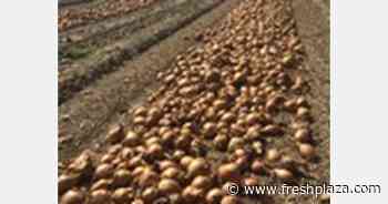 Agricultural entrepreneur who paid workers just 10 Euro a day arrested in Murcia - FreshPlaza.com