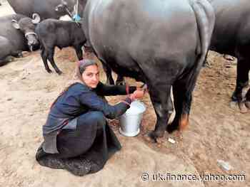 Gujarat woman, 62, turns milk entrepreneur; earns Rs 1cr profit in a year - Yahoo Finance UK