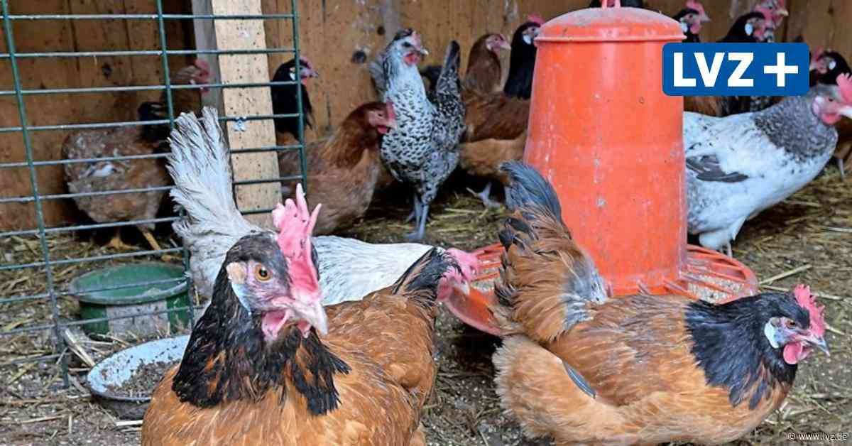 Geflügelpest in der Region Delitzsch-Eilenburg: Wo gilt Stallpflicht für Hühner? - Leipziger Volkszeitung