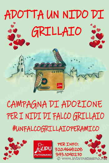 Putignano - Adotta un nido per far proliferare i falchi grillai, in forte diminuzione - Putignano Informatissimo
