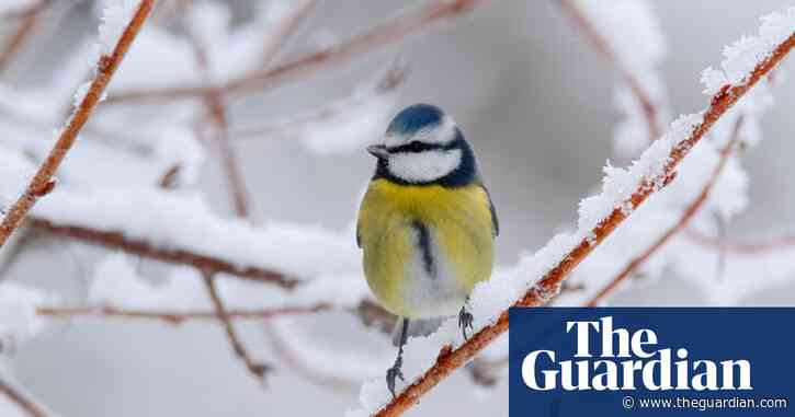 Country diary: when life becomes a matter of eat or freeze