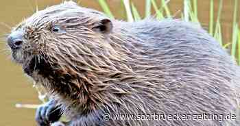 Biber kommen im Kreis Neunkirchen vermehrt vor - Saarbrücker Zeitung