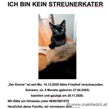 Reizthema: Katzenfänger sorgt für Unruhe in Bezirkshauptstadt - Neunkirchen - meinbezirk.at