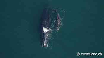 13 North Atlantic right whale calves recorded so far this season