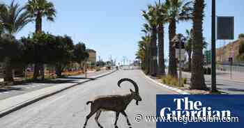 Israel's ibex make the most of lockdown – in pictures