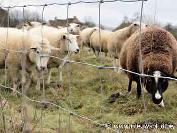 Schapenhouders willen niet opdraaien voor wolfproof maken van hun weiden: “Onze mensen zijn vooral hobbyisten en die moeten nu duizenden euro’s gaan ophoesten”