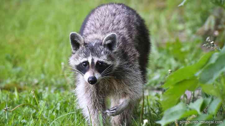 Raccoon Found In Pittsburgh Neighborhood Tests Positive For Rabies