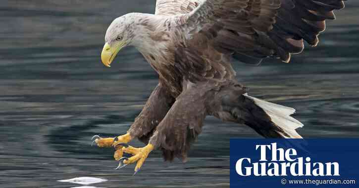 Farmers back plan to reintroduce white-tailed eagle to Norfolk
