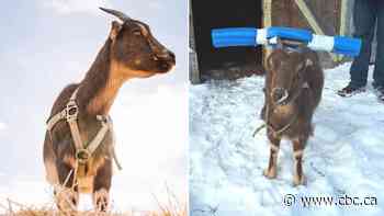 'Sidekick' pet goat missing for 3rd time from southern Alberta home