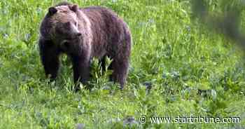 Were grizzly bears ever indigenous to Minnesota?