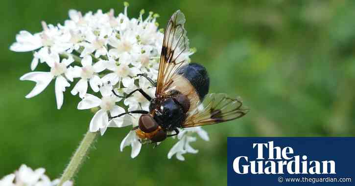 Quarter of known bee species have not been recorded since 1990