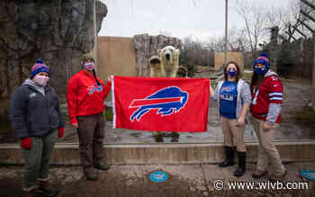 Buffalo Zoo makes friendly bet with Kansas City Zoo